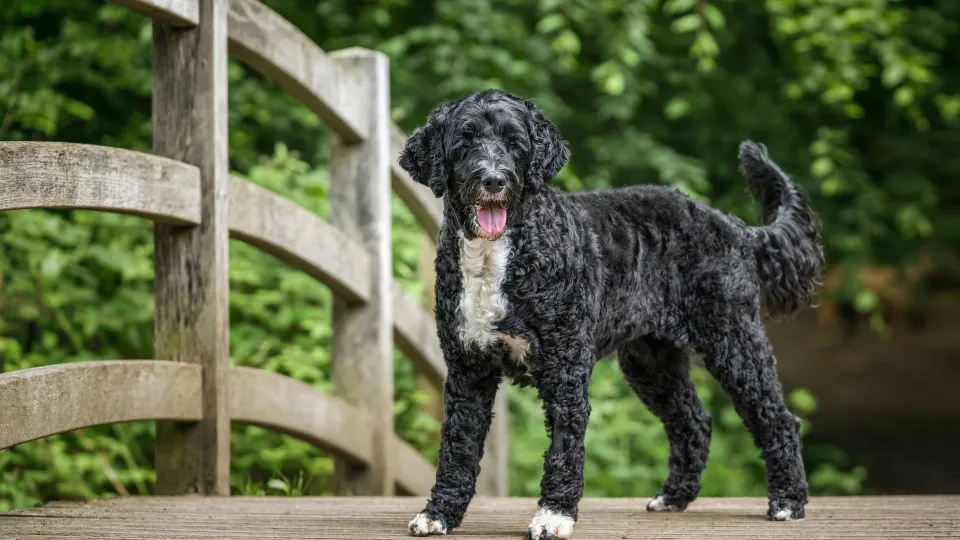 Portuguese Water Dog